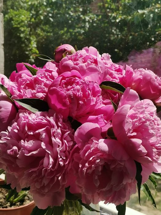 Продам півонії рожеві