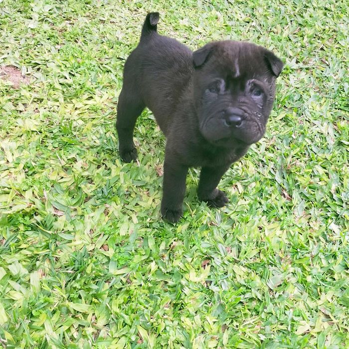 Shar pei macho negro