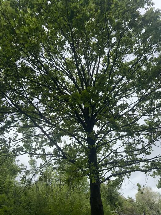 Dzialka starodrzew 1336 m2 Nienawiszcz blisko jeziora prad MPZP