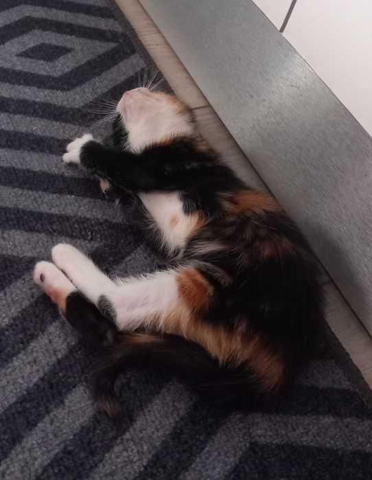 Gatinhos para adopção responsável