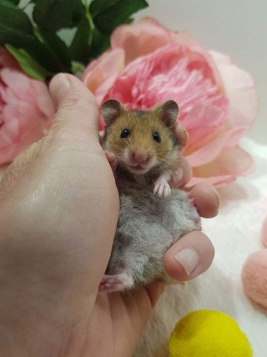 Chomik syryjski (Mesocricetus auratus) maluszki