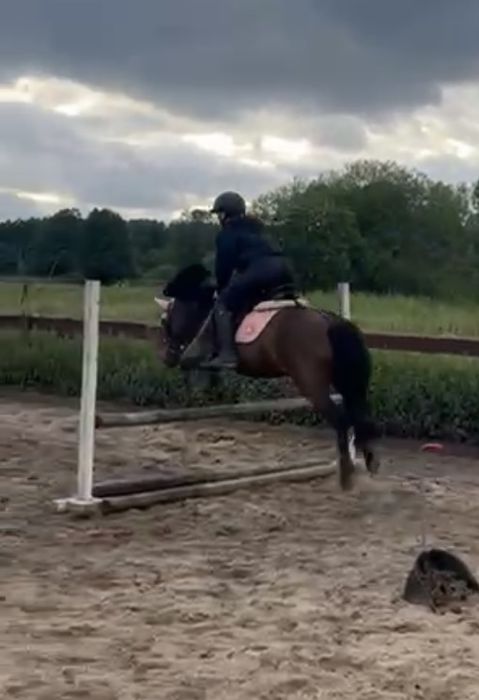 Wydzierżawie idealnego kucyka dla dziecka