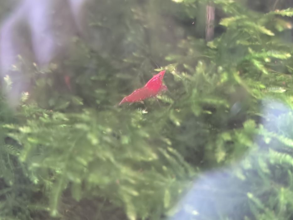 Camarões Red Cherry Neocaridina — Fortes, Saudáveis e de Cor Viva!