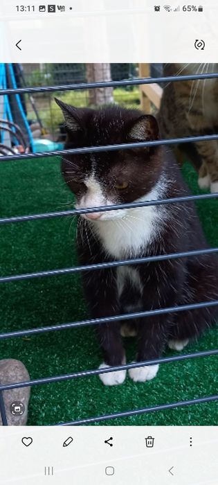 Zaginął kotek Teodor.