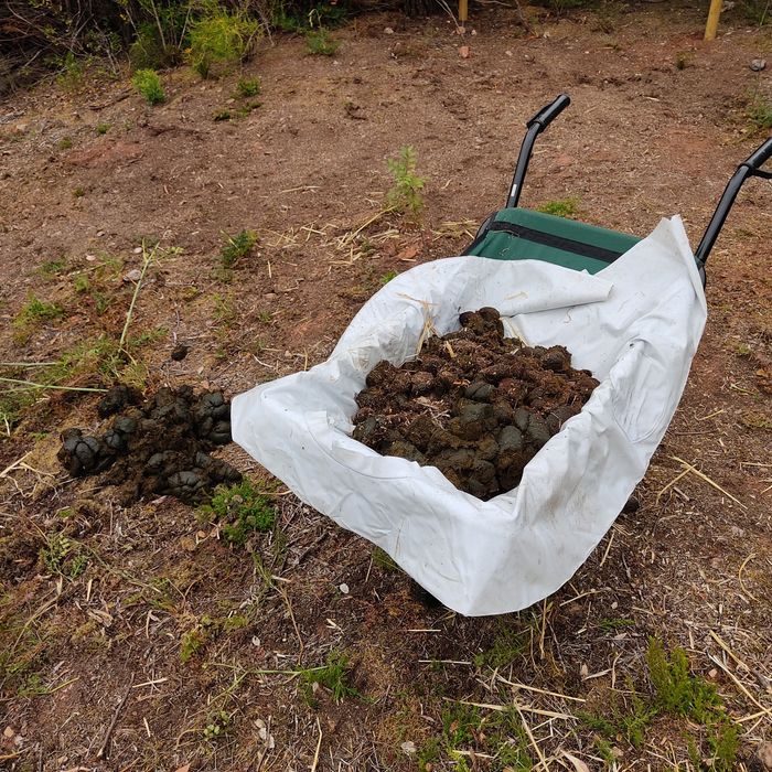 Estrume de cavalo selecionado/limpo