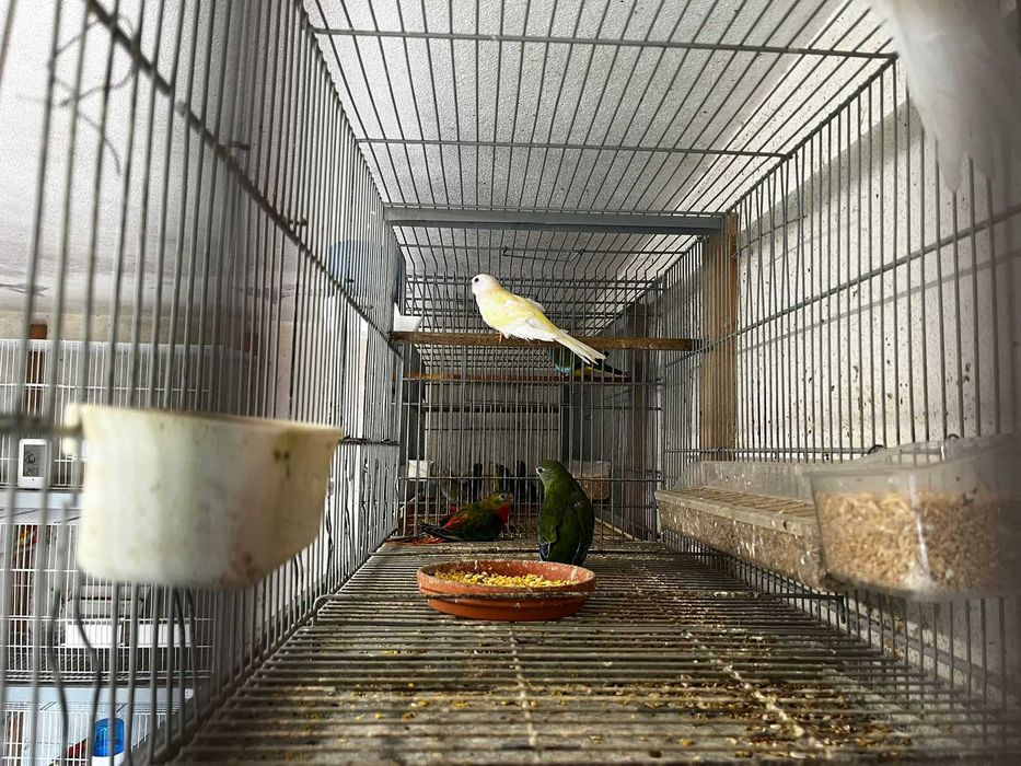 Bourkes de várias mutações