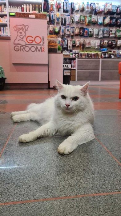 Грумінг котів у Львові  в грумінг салоні GO-GROOM