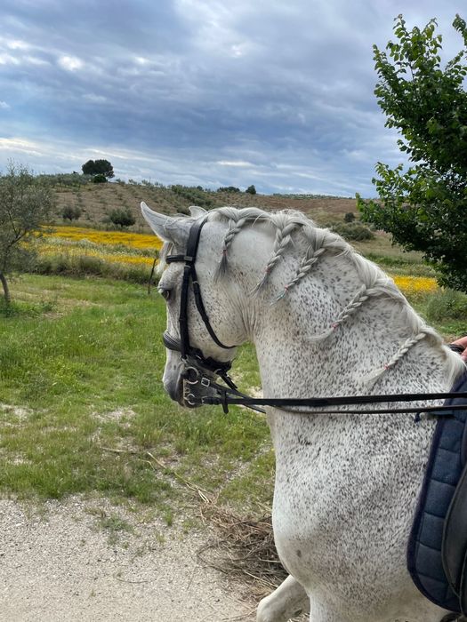 Cavalo PSL com escola