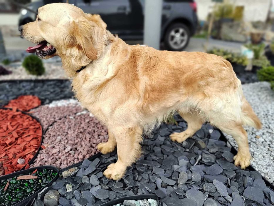Golden Retriever wyjatkowy piesek po Championie . Pakiet badań DNA