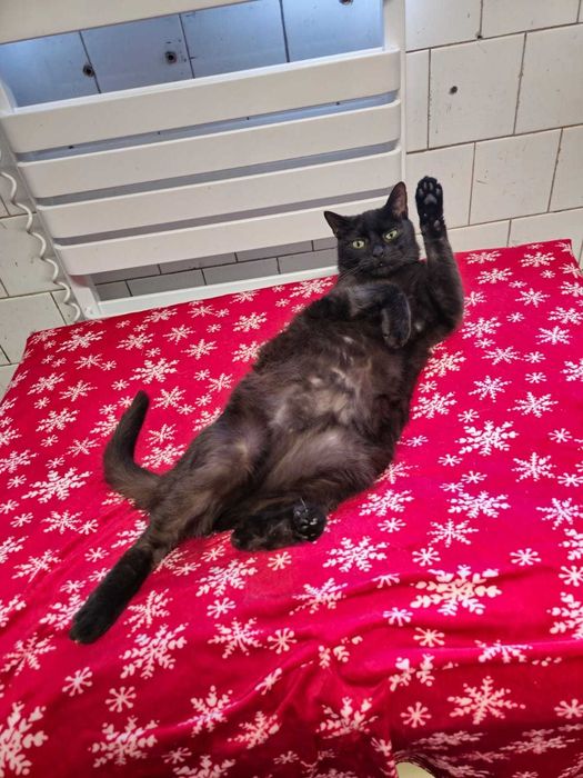 Oddam kota - Bingo czeka właśnie na Ciebie