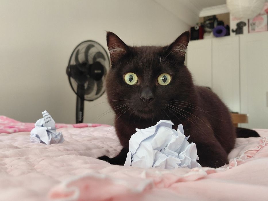 Pantera- gatinho super meigo para adoção responsável