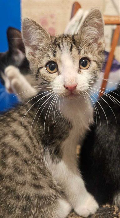 Кошенята мишолови