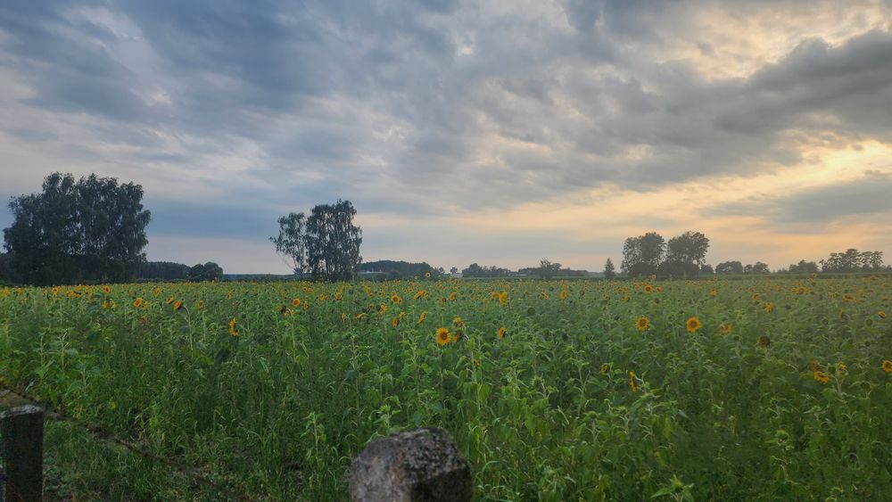 Słonecznik, kwiat cięty słonecznika