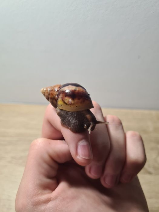 Ślimak afrykański olbrzymi Lissachatina Fulica - młode osobniki