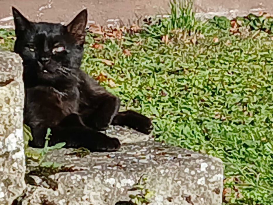 Czarny kotek szuka domku na całe życie!!!