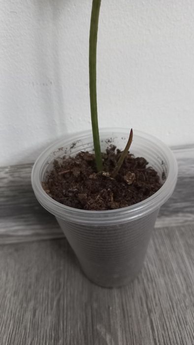 Филодендрон Pig Skin  довгий лист