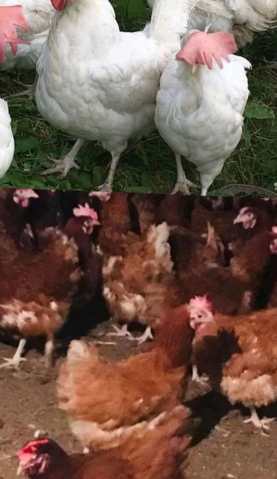 Продам кури несучки