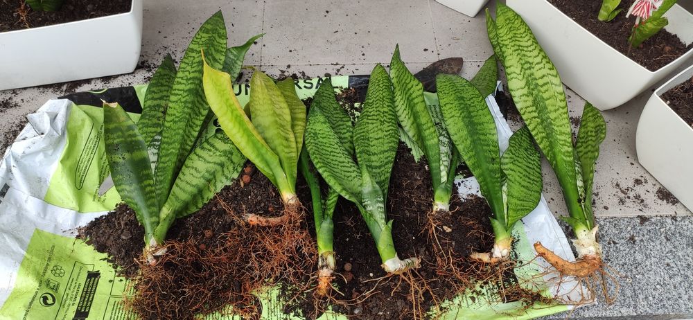 Plantas Espada S. Jorge