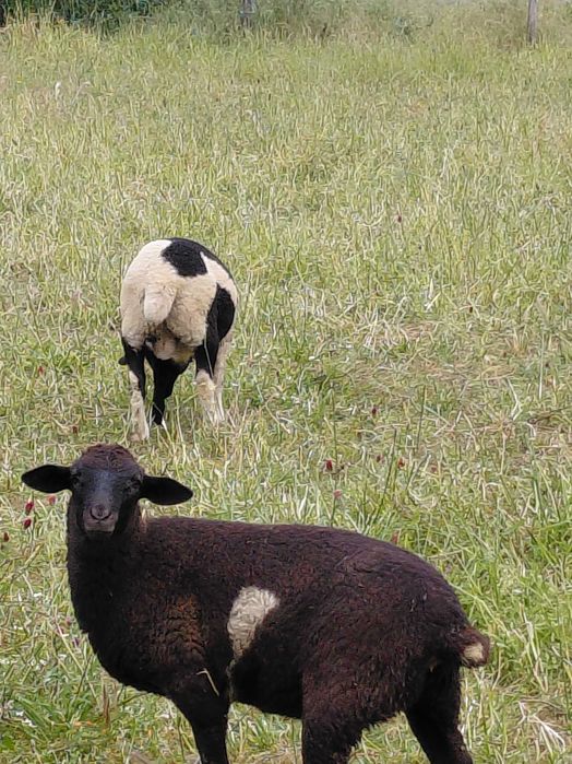 Dorperes puros e cruzados
