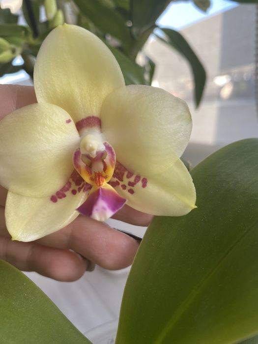 P. Mituo Diamond Canary 'Miro 3'Митуо диамонд