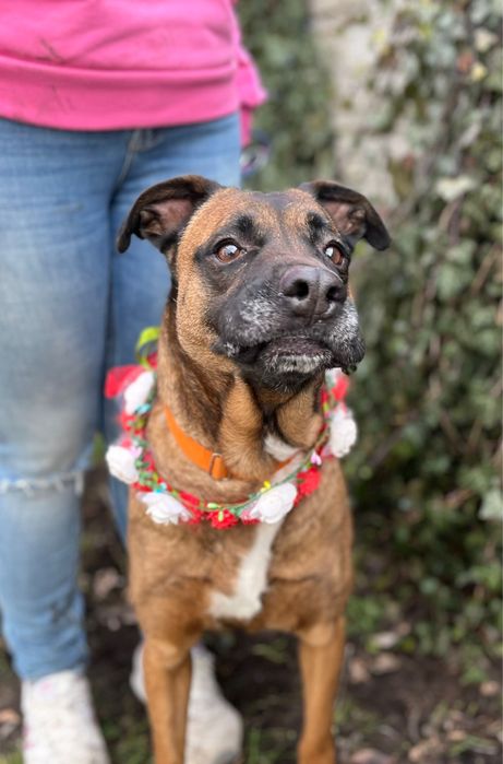 Puma w typie boksera prosi o dom! Idealna sunia.