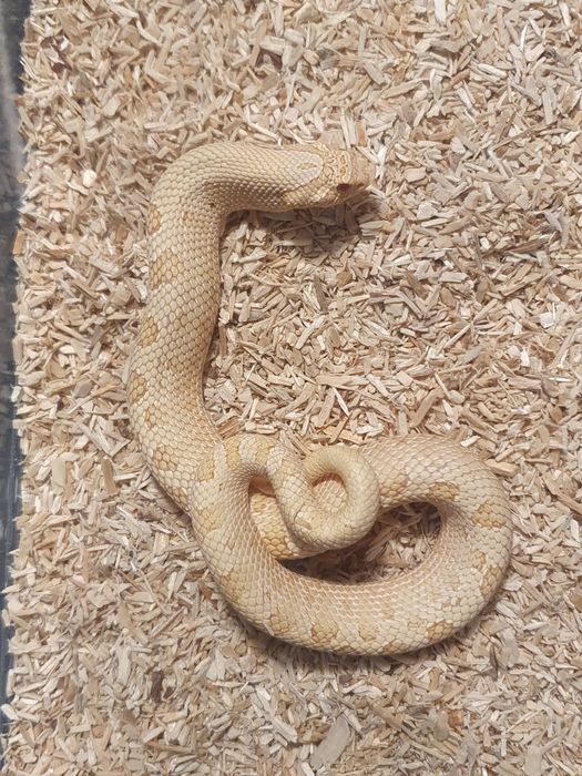 Heterodony zachodnie samczyki heterodon