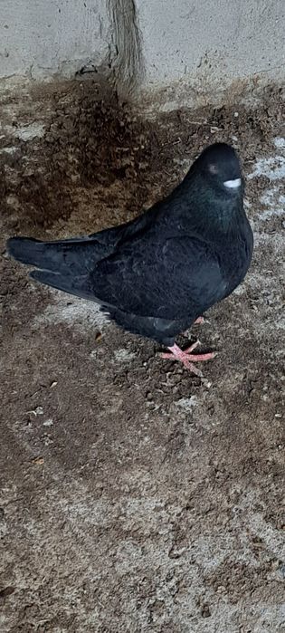 Gołębie kingi samce