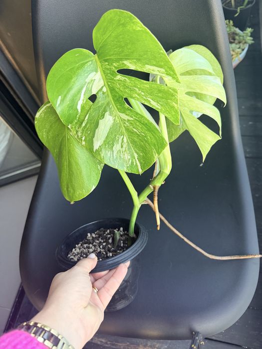Monstera variegata