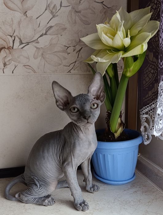Сфинкс мальчик котенок