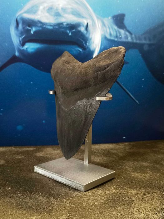 Model replika ząb rekina Megalodon + ekspozytor srebrny