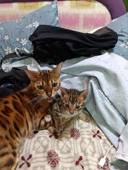 Бенгальський чудовий котик