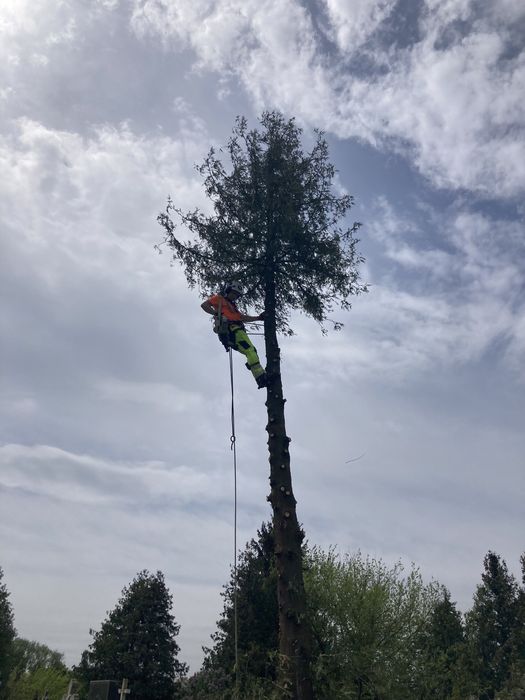 Зрізка зрізання спил дерев кронування дерева