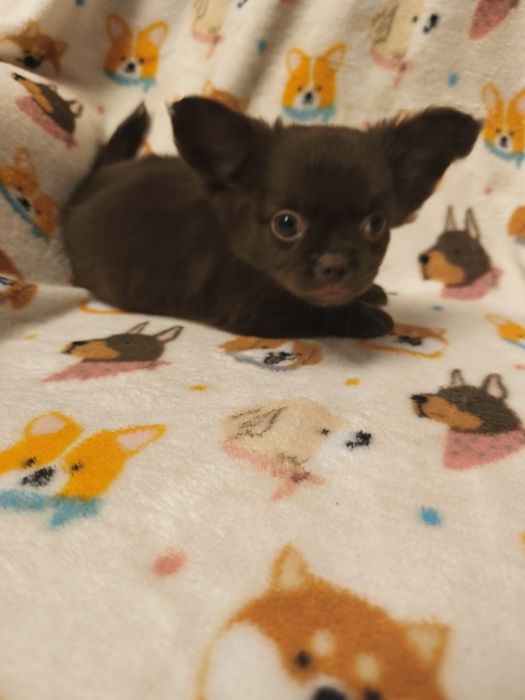 Chihuahua  qualidade excelente menino