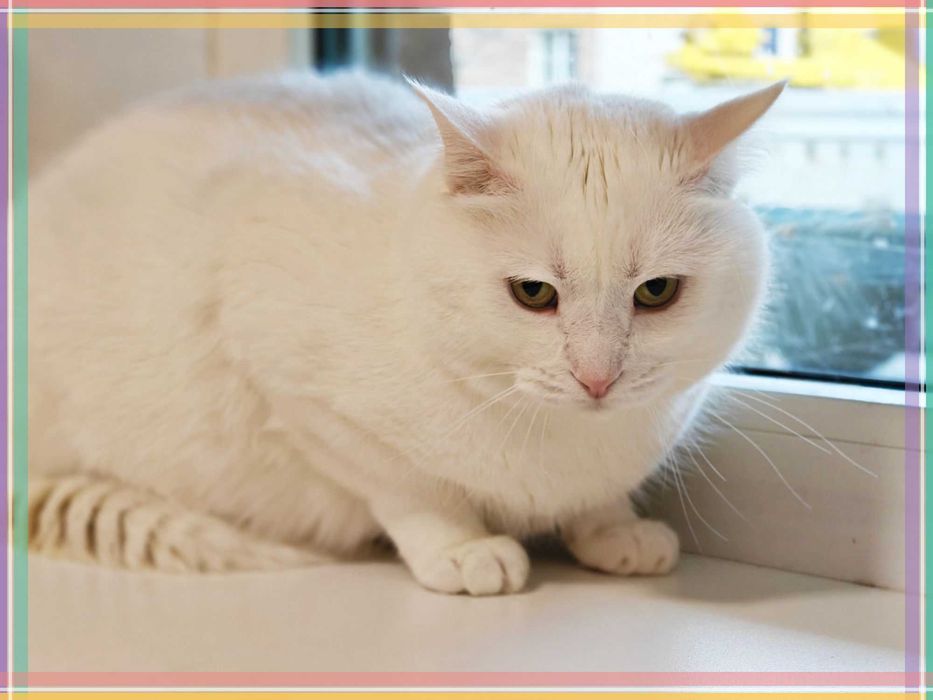 Лагідний котик Пончик в добрі руки! Кастрований, щеплений, 1 рік