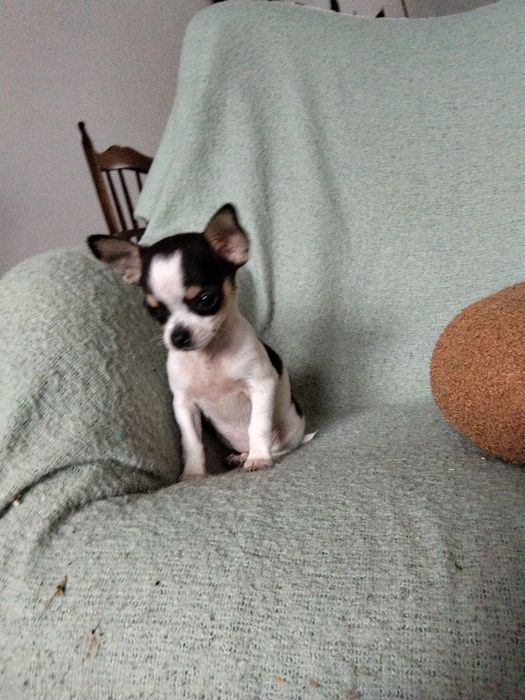 Chihuahua  malutka sunia
