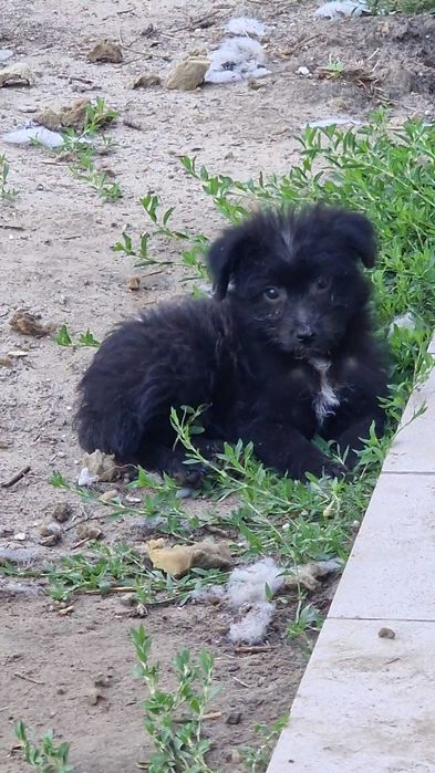 Szczeniaczki do adopcji