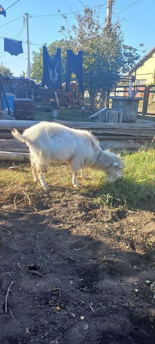 Цап парує кізок.