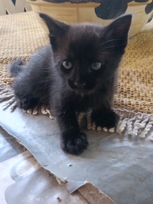 Gatinhos com um mês e meio para adopção...