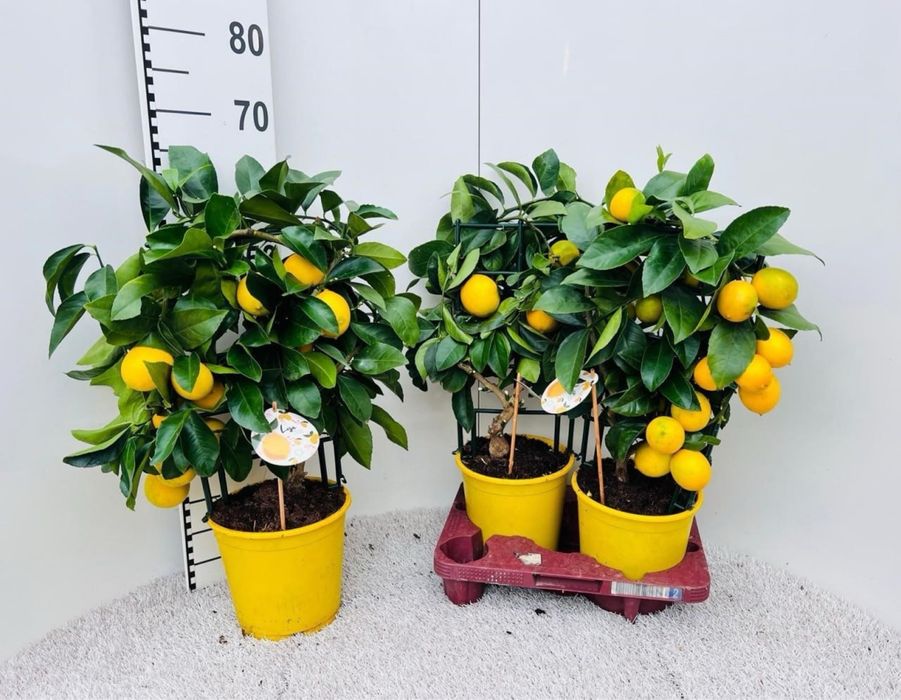 Лимон.Кумкват Маргарита.Апельсин.Мирт.Оливка.