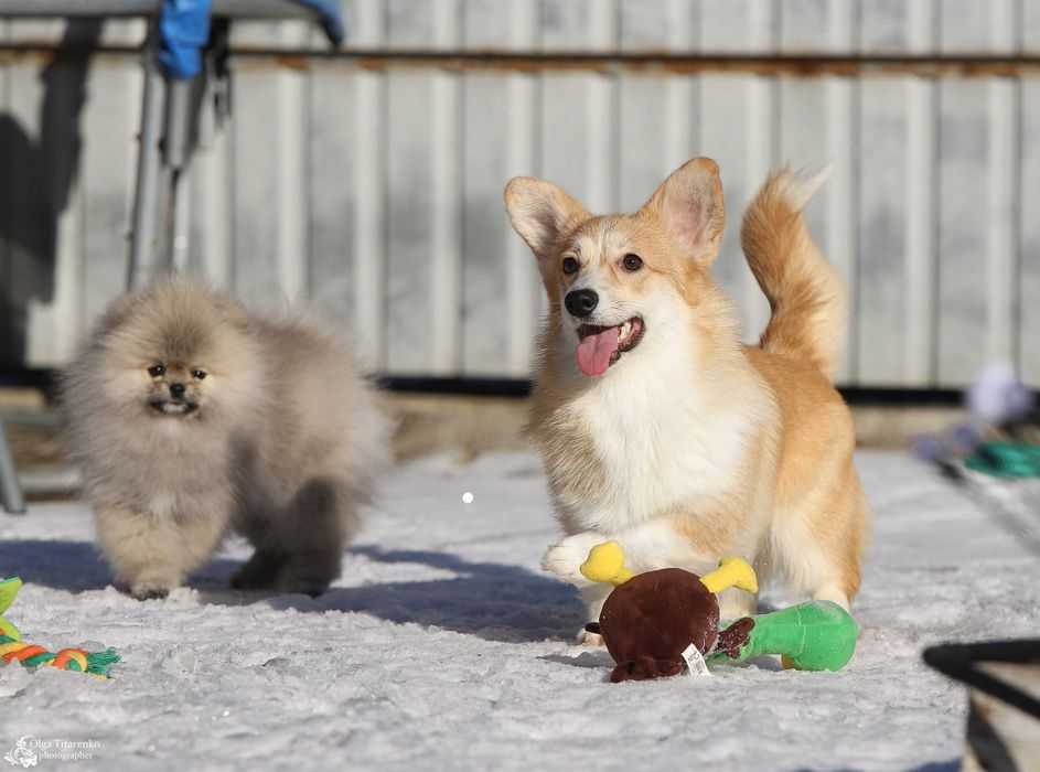 Вельш коргі пемброк , дівчинка 6 міс.