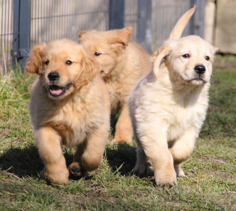 Chłopczyk jasnozłoty linii Amerykański Golden Retriever