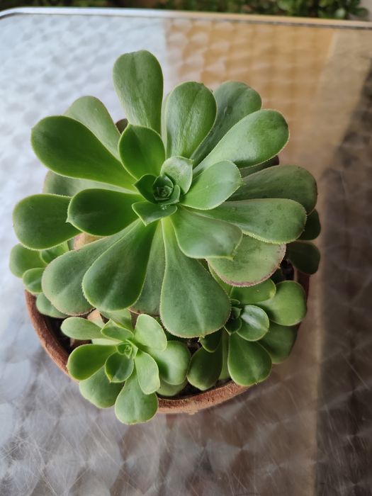 Taça de suculenta aeonium verde
