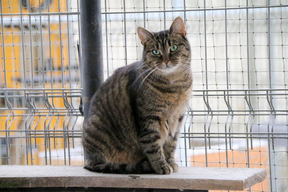 Wesoła, śliczna i młoda Amber szuka domu!