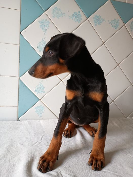 Цуценята добермана