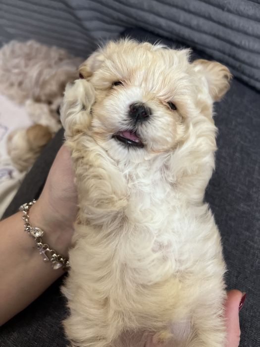 Цуцик мальтіпу F1