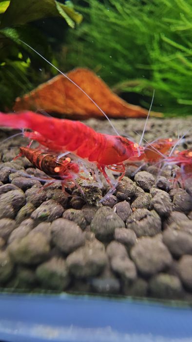 10 + 1 Red Devil Orange Eyes Caridina Krewetki
