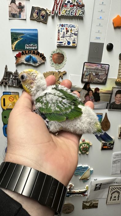 Aratinga Jandaya para terminar de criar a mao