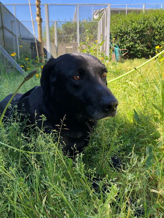 Nero - cão de porte grande