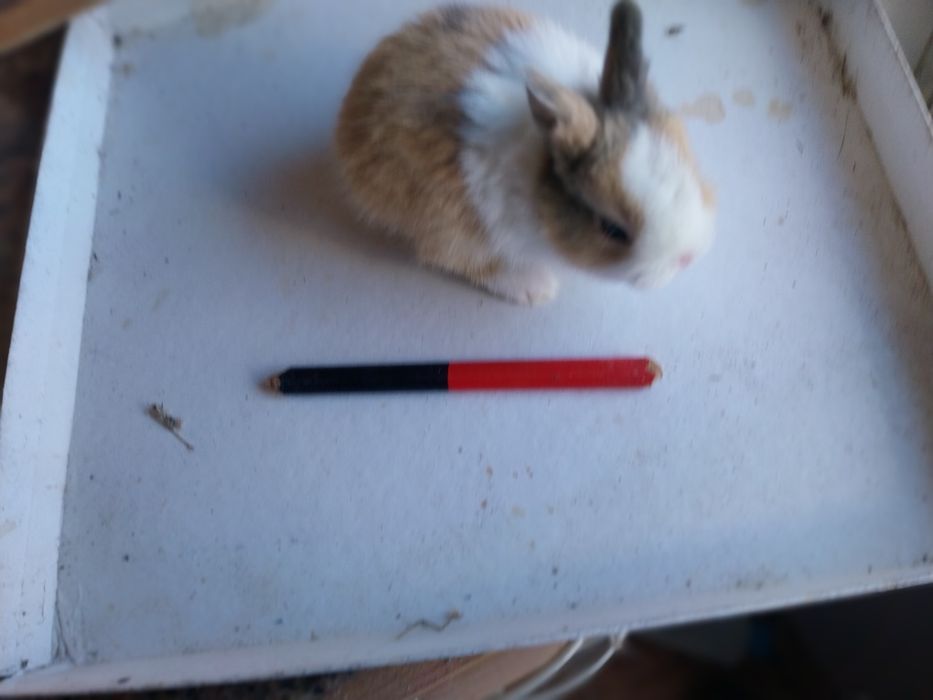 Coelhos anões cabeca de leão  /minilop/nederland dwarf