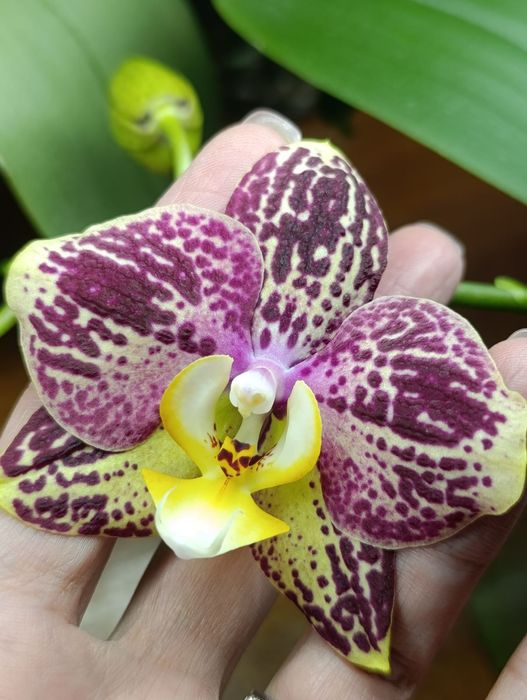 Орхидея фаленопсис Пиниф